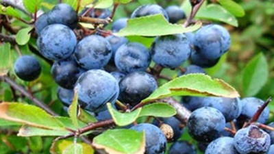 İştahı açıyor soğuk algınlığına ve karaciğer yetmezliğine iyi geliyor! Mucizevi bitki Karamuk