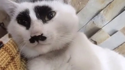 Üzgün kedi görenleri ağlatıyor