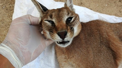 Karakulak'ın ölümü yasa boğdu