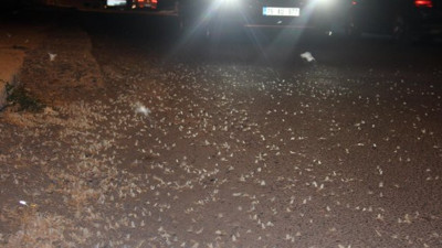 Kelebekler ölüme uçtu, yol beyaza büründü