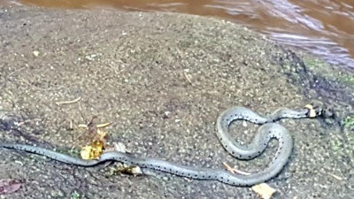 Küpeli yılan görenleri şaşkına çevirdi