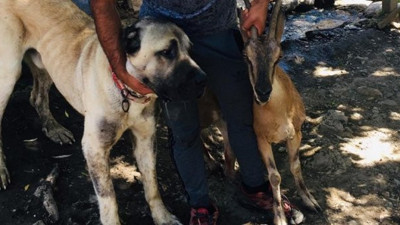 Yaban keçisini ölümden "Tatar" kurtardı! Yaşasın iyi insanlar! Yaralı keçiyi 4 kilometre taşıdı
