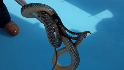 Oda büyüklüğünde yılan eve girdi