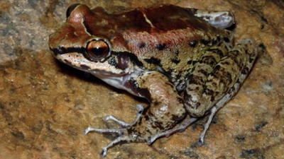 Sadakat ve tek eşililikleriyle ünlülerdi bilim dünyası şokta bu kurbağanın haremi var