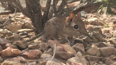 Tek eşli "Fil faresi" 50 yıl sonra ortaya çıktı