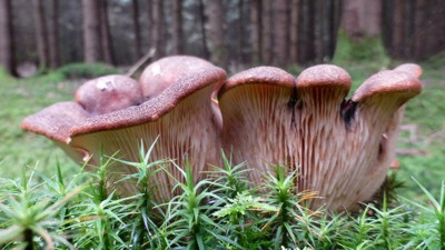 Yemeden önce bu 5 yiyeceği asla yıkamayın