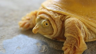 Altın renkli kaplumbağa bulundu! Halk kutsal kabul etti