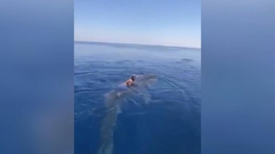 Balina köpek balığının sırtında sörf yaptı!