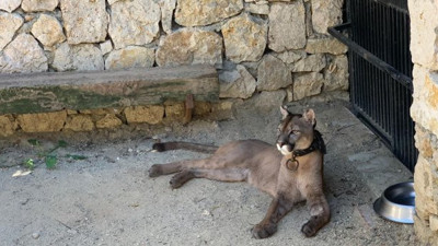 İstanbul polisine şok! Baskına girdikleri evde donup kaldılar