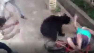 Ayının altında ölüm kalım mücadelesi