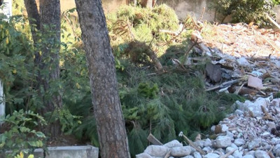 Kartal'da asırlık ağaçlara yapılan büyük vicdansızlığın görüntüleri ortaya çıktı