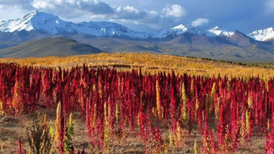 Zayıflamak isteyenler için... Bu besinler kilo vermeyi kolaylaştırıyor