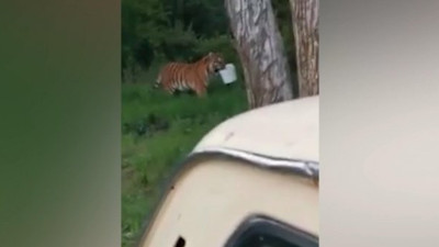 Hırsız kaplan balık kovasını çaldı