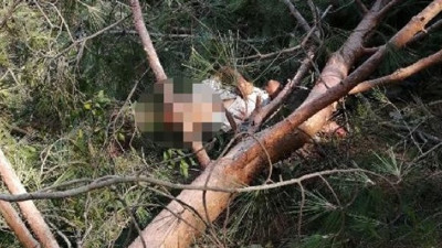 Talihsizliğin böylesi: Kestiği ağacın altında kaldı