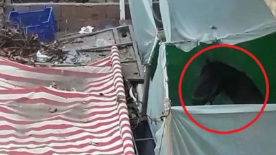 Bursa'da tepki çeken görüntü: Balkonda atı görenler şaşkına döndü