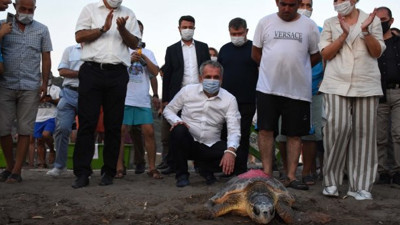 Muğla'da 4 caretta caretta tedavi edildi! 25 yavru denizle buluştu