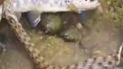 Kırmızı benekli alabalığın yılanla ölüm kalım savaşı! Görenlerin kanı dondu