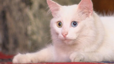 Ayasofya'nın kedisi Gli'ye Ankara'dan arkadaş