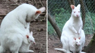Yavru albino kanguru kayıplara karıştı