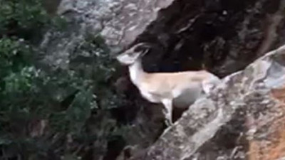 Dağ keçisi sürüsü arazide