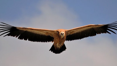 Seyircilerin arasına dalan akbaba anneanne ve torununu hastanelik etti