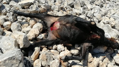 Yürekleri paramparça eden görüntü! Köylüler gözyaşlarına boğuldu