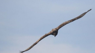 Akbaba dehşeti: 5 aylık bebeği öldürüyordu