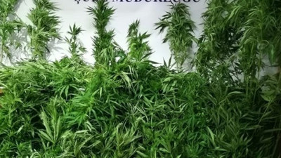 Kastamonu'da hint keneviri sularken yakalandılar