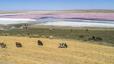 Kuruyan göl renk değiştirdi
