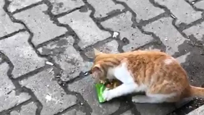 Aç kalan kedinin bakkalda yaptıkları şaşırttı