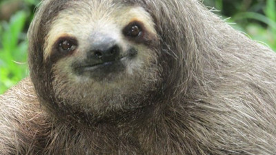 Dünya dönüyorsa bu iyi insanların sayesinde dönüyor! Hayvanın son bakışına inanamayacaksınız