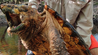 Timsahların gördüğünde yolunu değiştirdiği yaratık! Görenler 20 metre geri çekildi! İlk kez yakalandı