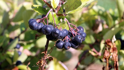 Süper meyve aronya antioksidon deposu