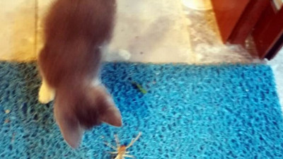 Öldürücü pati darbelerinden böyle kurtuldu! Et yiyen örümcek ile kedi kapıştı! Nefesleri kesen mücadele