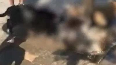 Sokak köpeğini pitbullara parçalattılar, yasağa rağmen bu köpekler nasıl sahipleniliyor