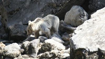 Pülümür Çayı ayıların yuvası oldu