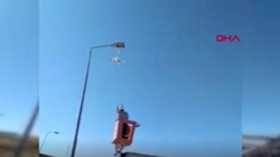 Yere atılan maske martının ayağına takıldı, elektrik direğinde saatlerce asılı kaldı: Sonunda ne oldu biliyor musunuz
