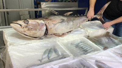 Bu balık suşi olacak!