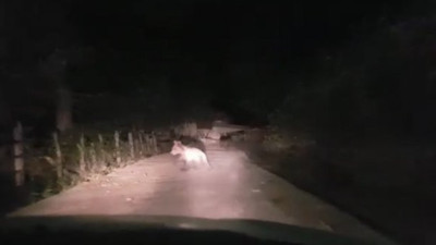 Anneee ayı var! Köyde ayı paniği