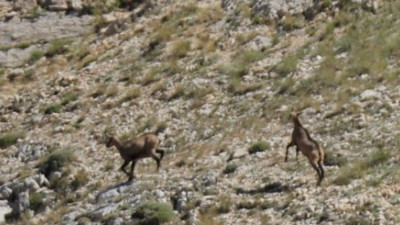 Tunceli'de Şamuaların kayalarla dansı!