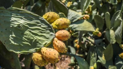 Vücutta iyi gelmediği şey yok ama dalında çürüyor