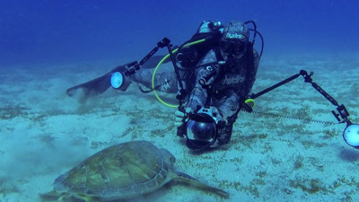 Dalgıçların 3 bacaklı hürrem keyfi! Chelonia mydas büyülüyor