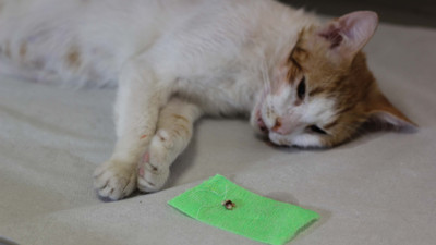 Sokak kedisi 'Dudiş'e kanal tedavisi