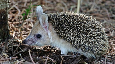Uzun kulaklı çöl kirpisi görüldü! Tavşan değil kirpi! Bakan dönüp bir daha bakıyor