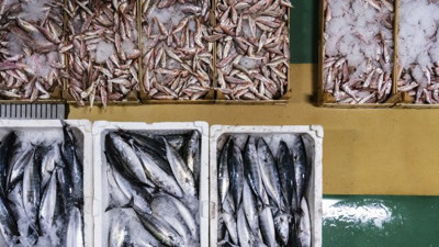 Av sezonu açıldı! İşte ilk fiyatlar! Hamsi cep yakıyor, hamsi yüz güldürüyor