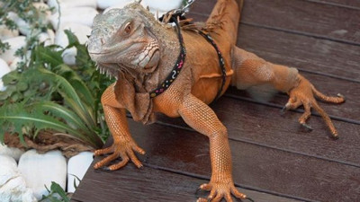 Keçiören Belediye Başkanı açıkladı, İguana nasıl gaz çıkarıyor?