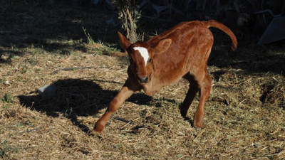 3 bacaklı buzağı 4 bacaklı olacak! Operasyon İzmir'de