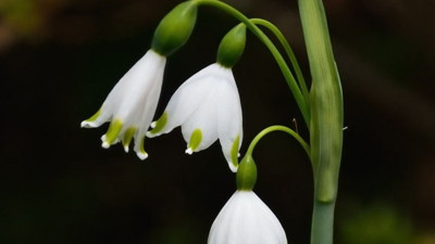 İstanbul kardeleni nedir?