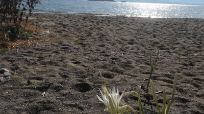 İnsanların olmadığı yerde yetişiyorlar