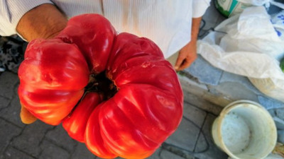 1 kilo 120 gramlık domates şaşırttı! Çanakkale'de yetişti! Gören dönüp dönüp baktı